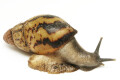 Archachatina papyracea adelinae Cameroon adult
